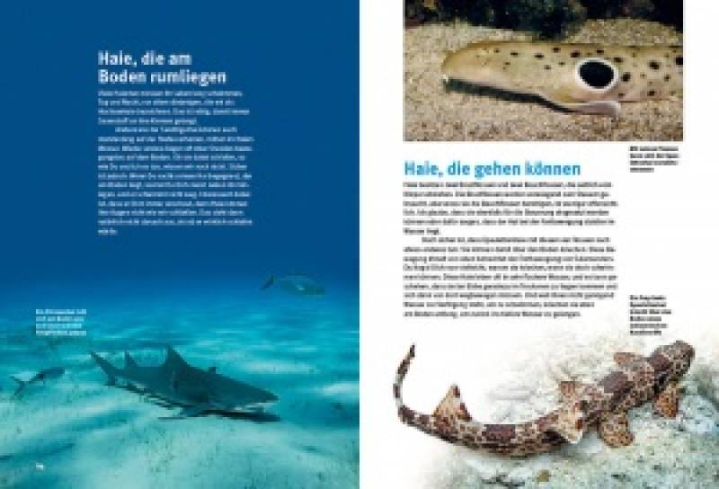 Preview: Entdecke die Haie
